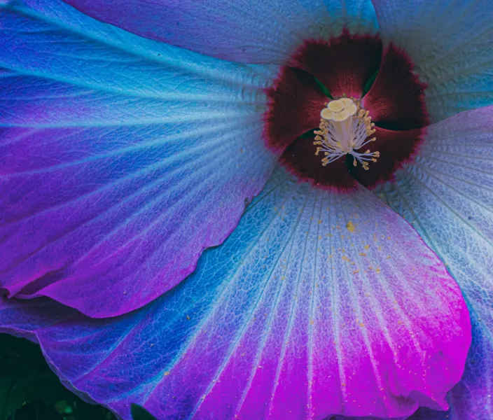 Close up of a flower in purples and pinks