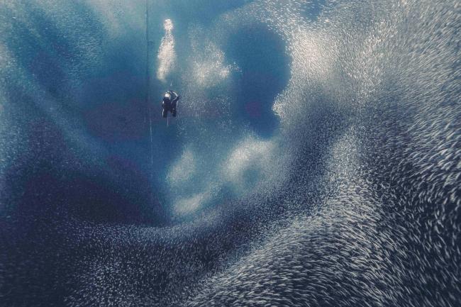 Photo of a diver surrounded by a school of small fish underwater